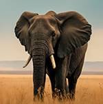 Traveljoy